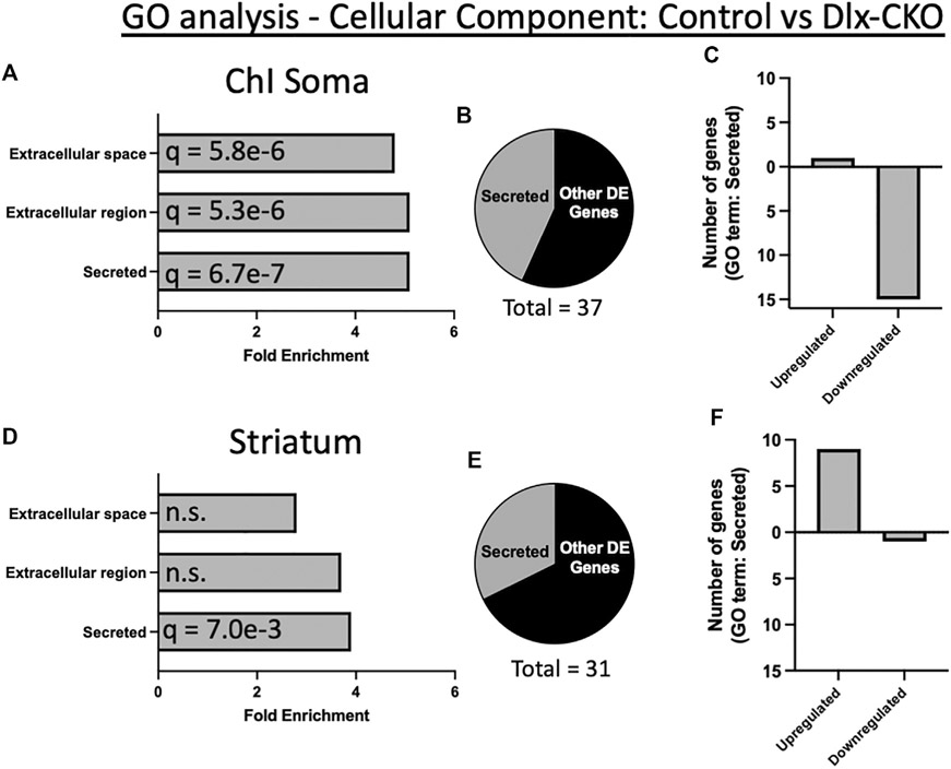 Genetic evidence of aberrant striatal synaptic maturation and secretory pathway alteration in a dystonia mouse model.