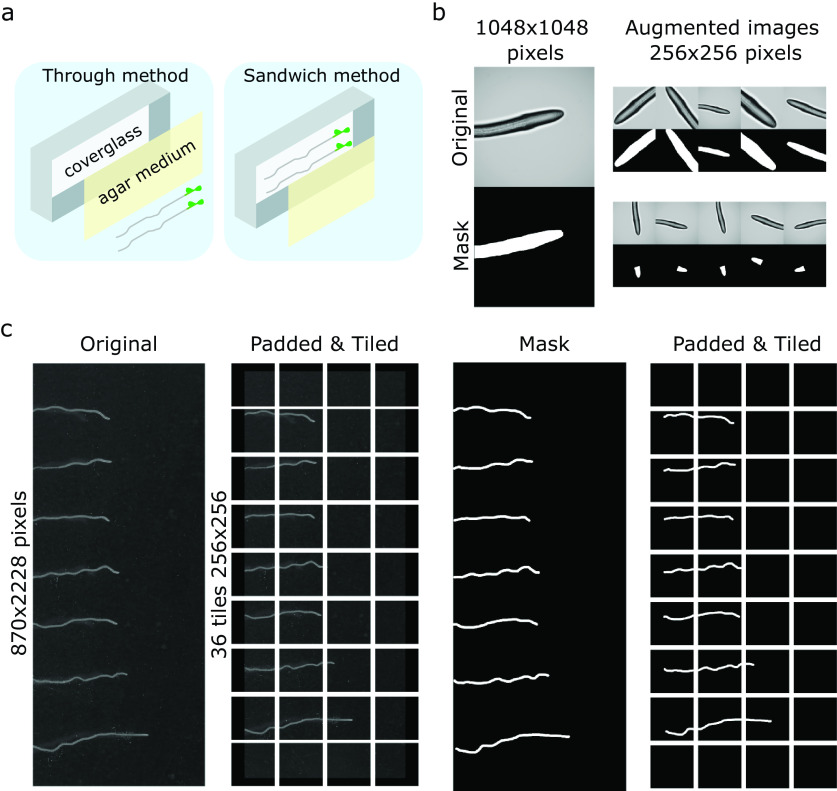 ACORBA: Automated workflow to measure <i>Arabidopsis thaliana</i> root tip angle dynamics.