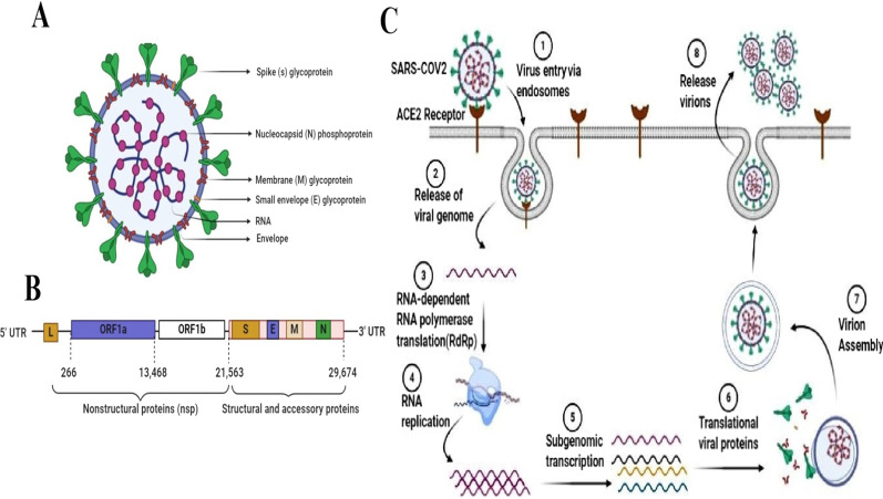 Understanding the pivotal roles of ACE2 in SARS-CoV-2 infection: from structure/function to therapeutic implication.