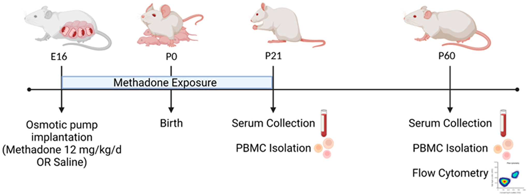 Methadone alters the peripheral inflammatory and central immune landscape following prenatal exposure in rats.