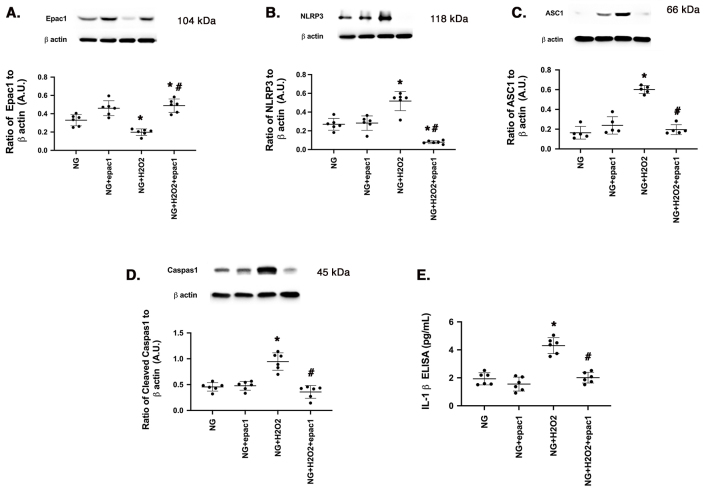 Epac1 and PKA agonists inhibit ROS to reduce NLRP3 inflammasome proteins in retinal endothelial cells.