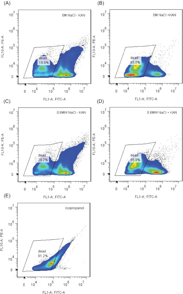 Antibiotic tolerance in environmentally stressed <i>Bacillus subtilis</i>: physical barriers and induction of a viable but nonculturable state.