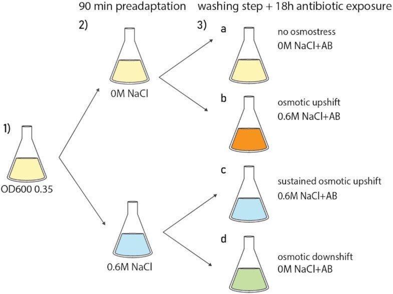 Antibiotic tolerance in environmentally stressed <i>Bacillus subtilis</i>: physical barriers and induction of a viable but nonculturable state.