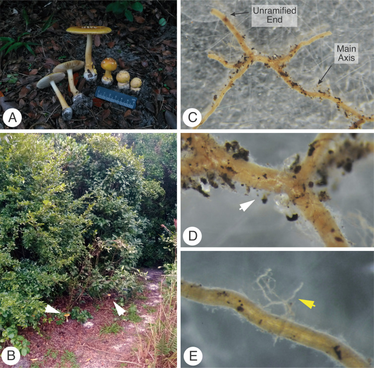 Morpho-anatomical and molecular characterization of a native mycorrhizal <i>Amanita</i> species associated with <i>Guapira opposita</i> (<i>Nyctaginaceae</i>) in the brazilian Atlantic Forest.