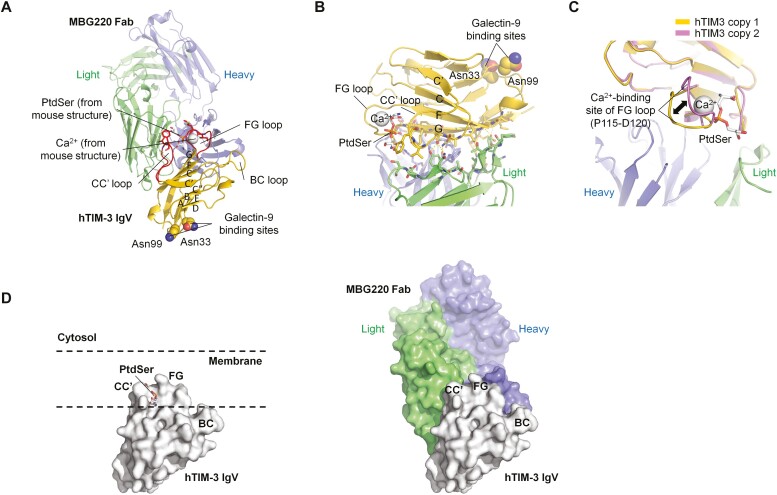 Characterization of sabatolimab, a novel immunotherapy with immuno-myeloid activity directed against TIM-3 receptor.