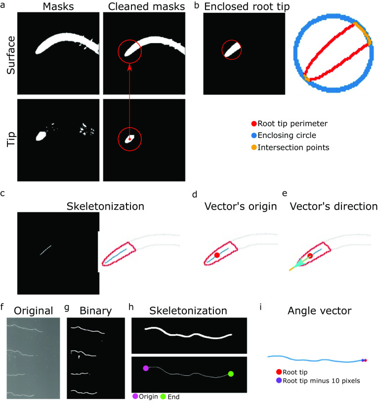 ACORBA: Automated workflow to measure <i>Arabidopsis thaliana</i> root tip angle dynamics.