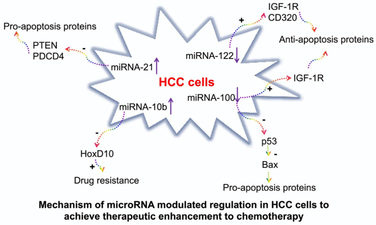 Ultrasound-Guided Microbubble-Mediated Locoregional Delivery of Multiple MicroRNAs Improves Chemotherapy in Hepatocellular Carcinoma.