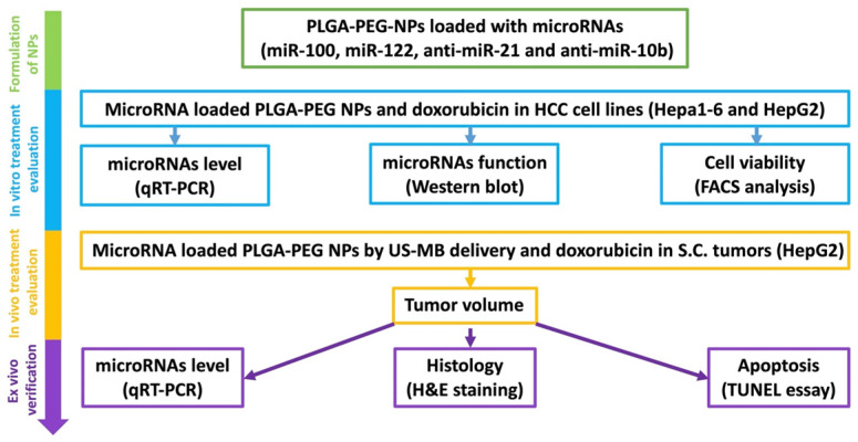 Ultrasound-Guided Microbubble-Mediated Locoregional Delivery of Multiple MicroRNAs Improves Chemotherapy in Hepatocellular Carcinoma.