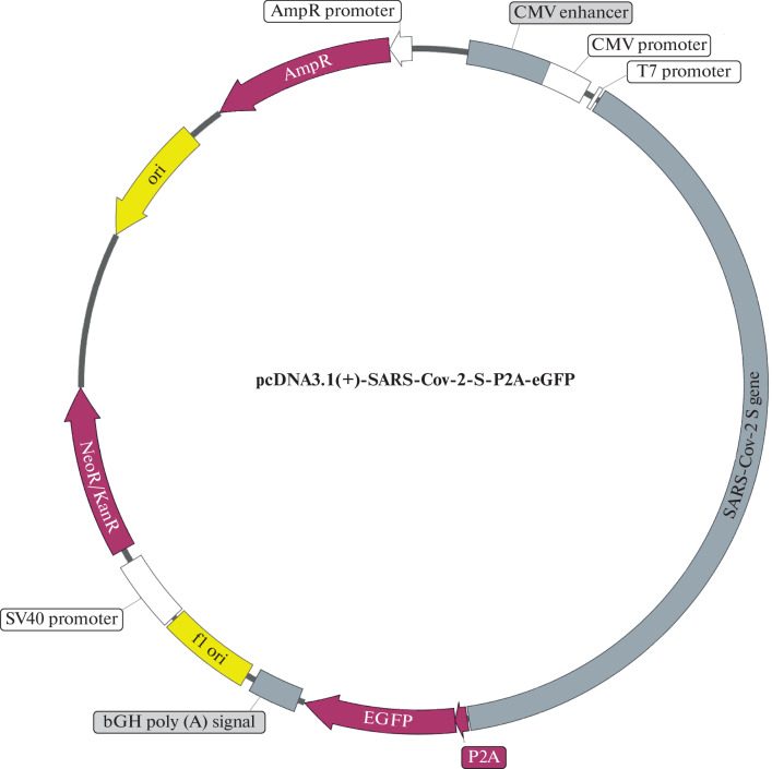 Oral Delivery of SARS-CoV-2 DNA Vaccines Using Attenuated <i>Salmonella typhimurium</i> as a Carrier in Rat.