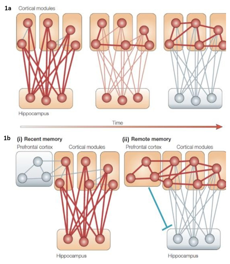 Has the concept of systems consolidation outlived its usefulness? Identification and evaluation of premises underlying systems consolidation.