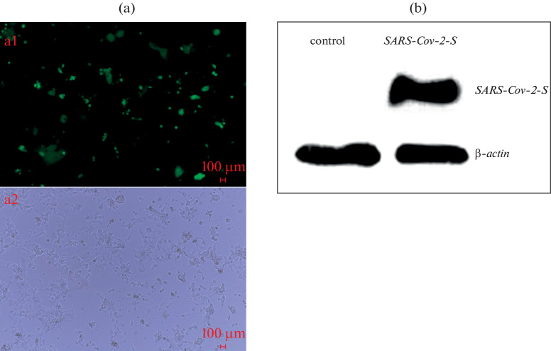 Oral Delivery of SARS-CoV-2 DNA Vaccines Using Attenuated <i>Salmonella typhimurium</i> as a Carrier in Rat.