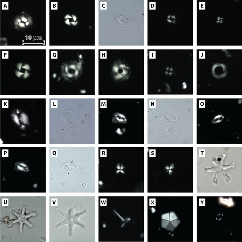 Marine facies differentiation along complex paleotopography: an example from the Middle Miocene (Serravallian) of Lower Austria.