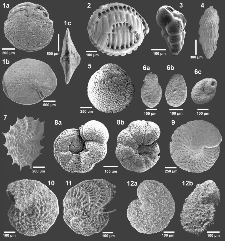 Marine facies differentiation along complex paleotopography: an example from the Middle Miocene (Serravallian) of Lower Austria.