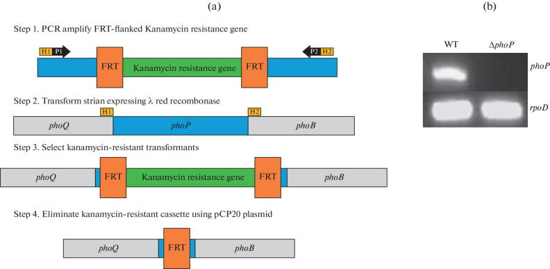 Oral Delivery of SARS-CoV-2 DNA Vaccines Using Attenuated <i>Salmonella typhimurium</i> as a Carrier in Rat.