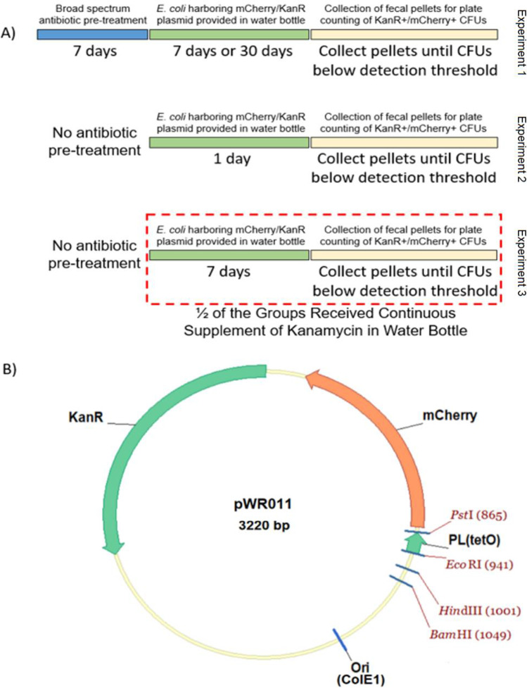 Introduction of Plasmid to the Murine Gut via Consumption of an <i>Escherichia coli</i> Carrier and Examining the Impact of Bacterial Dosing and Antibiotics on Persistence.