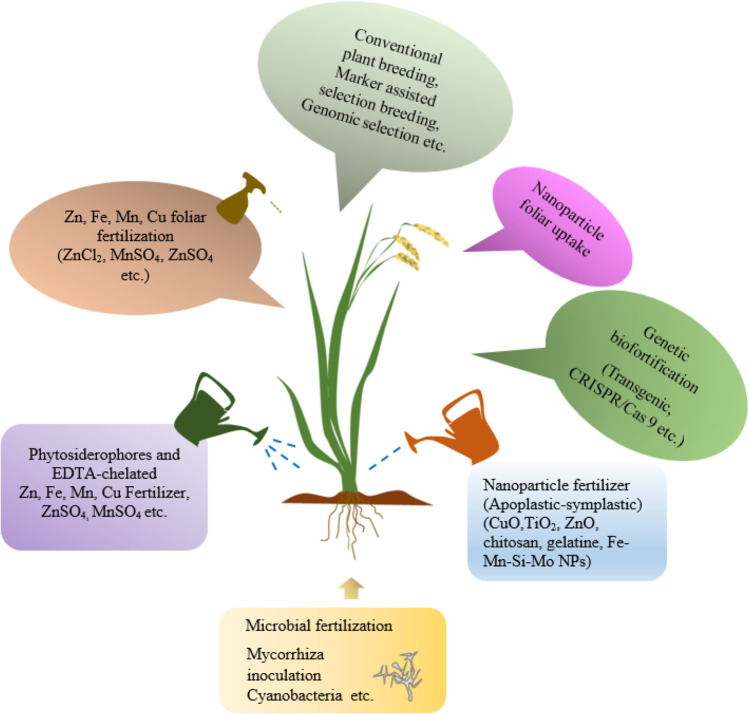 Assessment of Biofortification Approaches Used to Improve Micronutrient-Dense Plants That Are a Sustainable Solution to Combat Hidden Hunger.