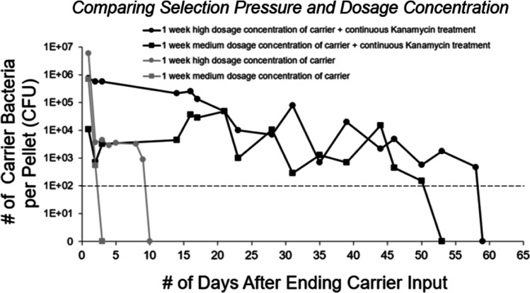 Introduction of Plasmid to the Murine Gut via Consumption of an <i>Escherichia coli</i> Carrier and Examining the Impact of Bacterial Dosing and Antibiotics on Persistence.
