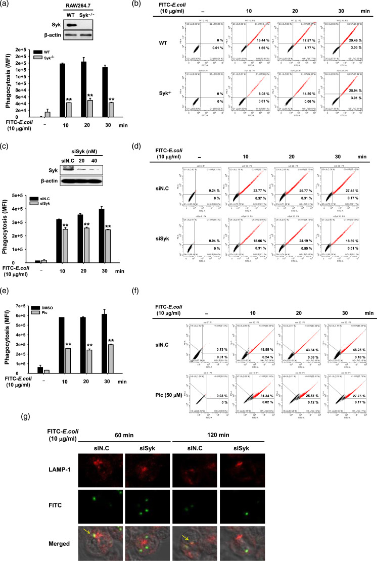 Syk promotes phagocytosis by inducing reactive oxygen species generation and suppressing SOCS1 in macrophage-mediated inflammatory responses.