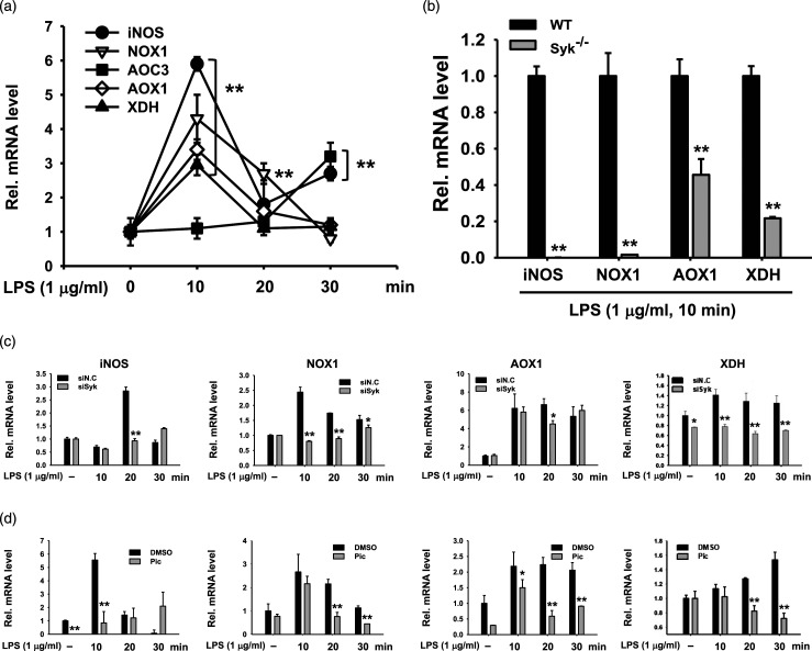 Syk promotes phagocytosis by inducing reactive oxygen species generation and suppressing SOCS1 in macrophage-mediated inflammatory responses.