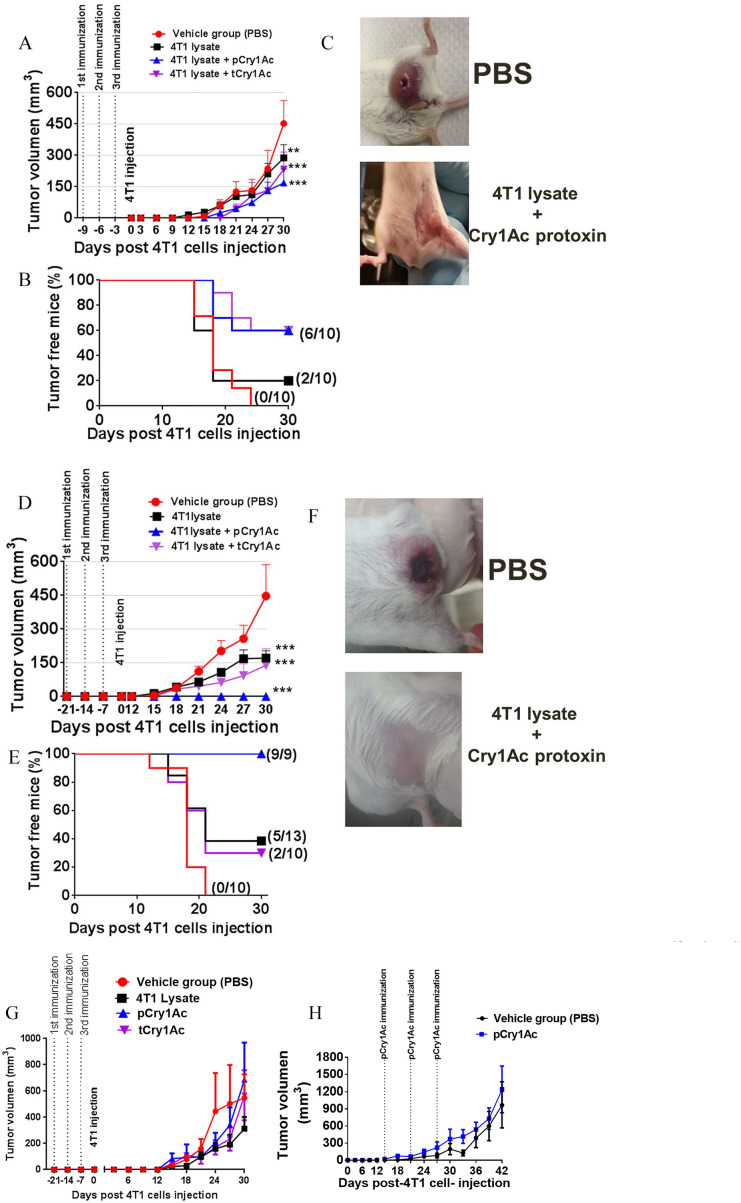 Cry1Ac Protoxin Confers Antitumor Adjuvant Effect in a Triple-Negative Breast Cancer Mouse Model by Improving Tumor Immunity.