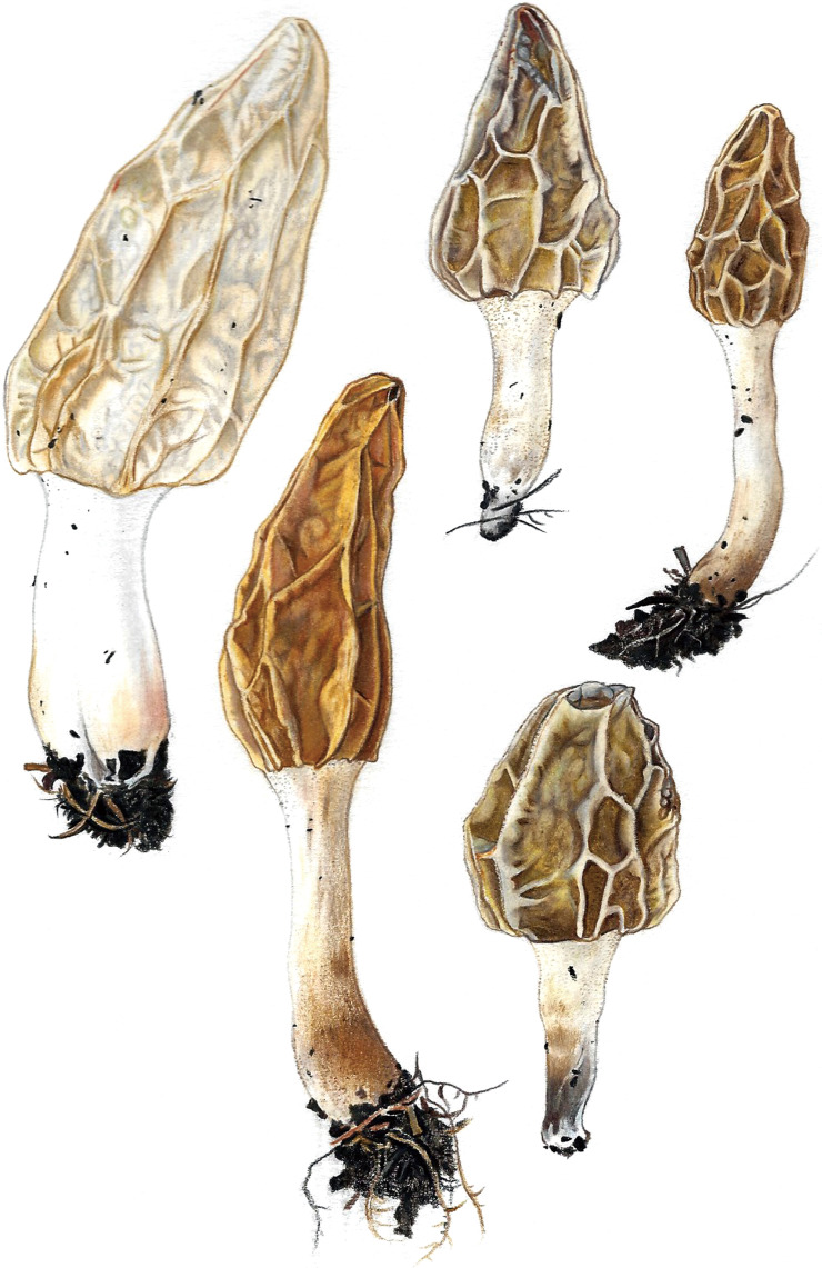 <i>Morchella nipponensis</i> sp. nov. (<i>Ascomycota</i>, <i>Pezizales</i>): a paleoendemic species of section <i>Morchella</i> discovered in Japan.