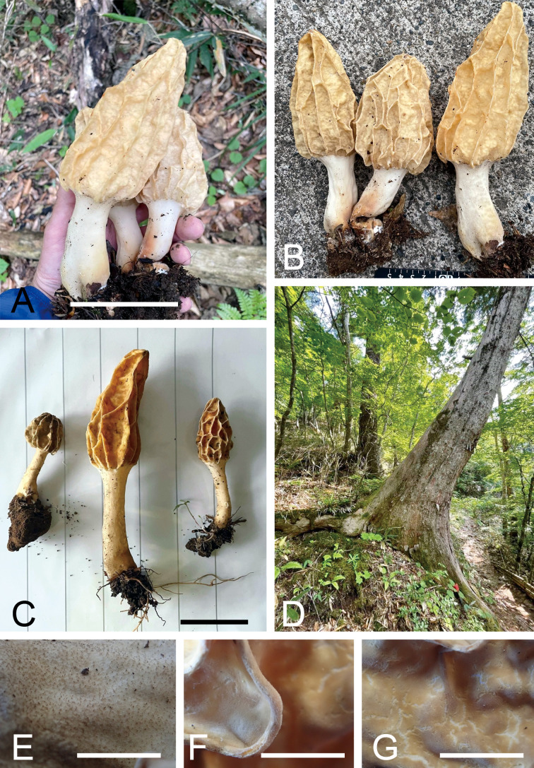 <i>Morchella nipponensis</i> sp. nov. (<i>Ascomycota</i>, <i>Pezizales</i>): a paleoendemic species of section <i>Morchella</i> discovered in Japan.