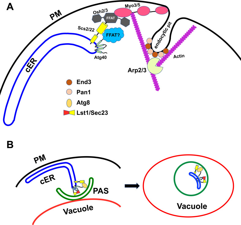 Autophagy of the ER requires actin assembly driven by the interaction of ER with endocytic pits.