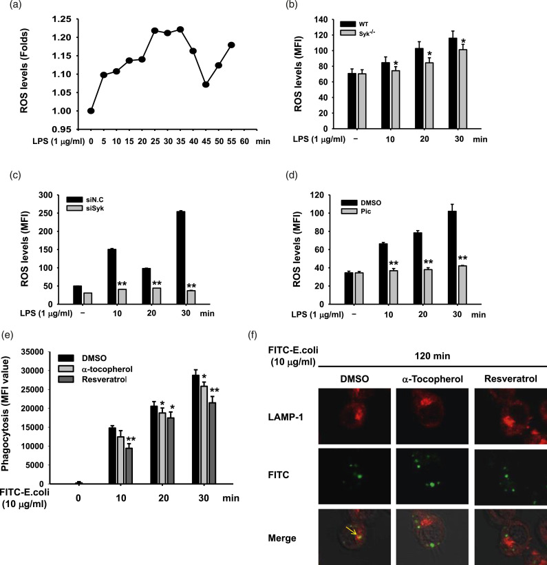 Syk promotes phagocytosis by inducing reactive oxygen species generation and suppressing SOCS1 in macrophage-mediated inflammatory responses.