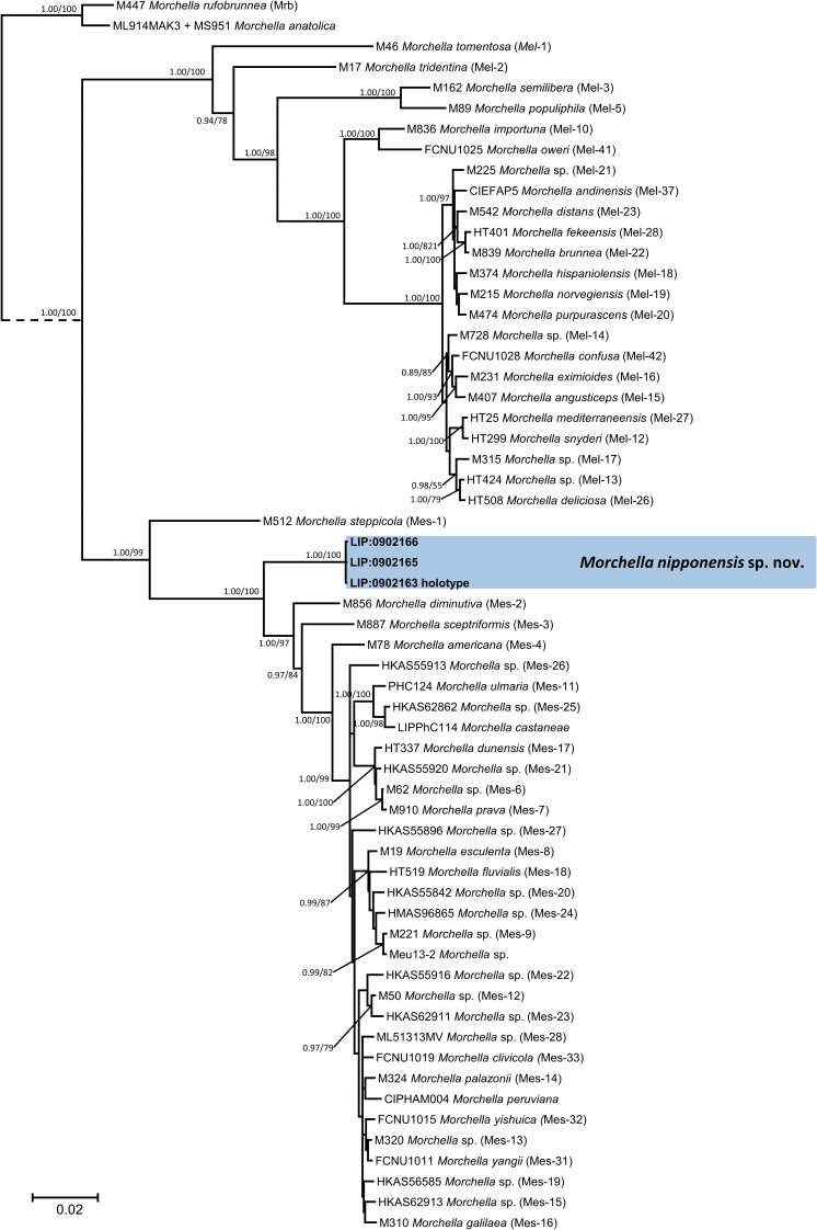 <i>Morchella nipponensis</i> sp. nov. (<i>Ascomycota</i>, <i>Pezizales</i>): a paleoendemic species of section <i>Morchella</i> discovered in Japan.