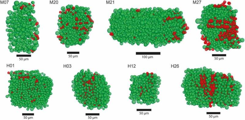 Comparative analysis of reconstructed architectures from mice and human islets.