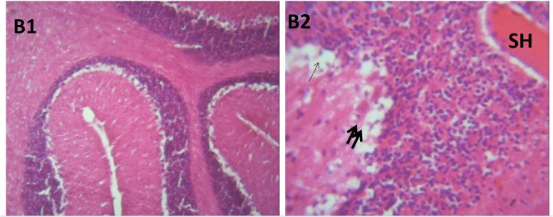 Neuromodulatory roles of <i>PIPER GUINEENSE</i> and honey against Lead-Induced neurotoxicity in social interactive behaviors and motor activities in rat models.