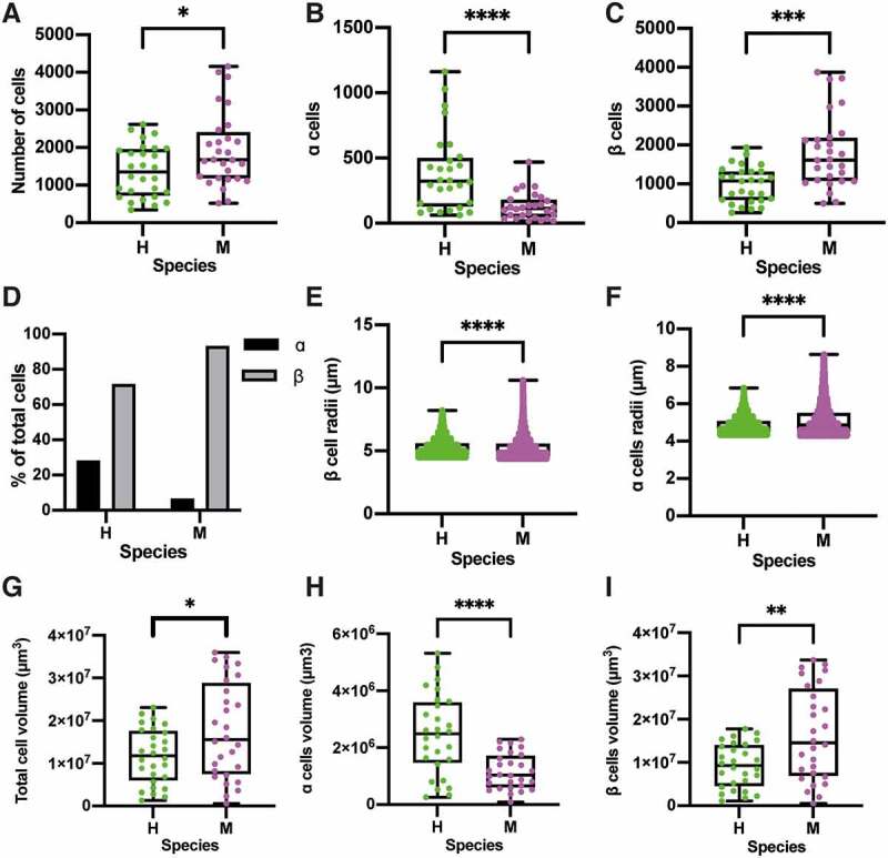 Comparative analysis of reconstructed architectures from mice and human islets.