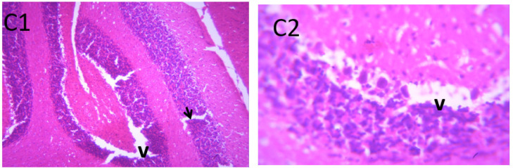 Neuromodulatory roles of <i>PIPER GUINEENSE</i> and honey against Lead-Induced neurotoxicity in social interactive behaviors and motor activities in rat models.