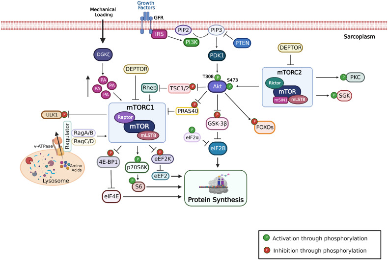 The role of mTORC1 in the regulation of skeletal muscle mass.