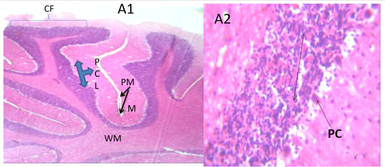 Neuromodulatory roles of <i>PIPER GUINEENSE</i> and honey against Lead-Induced neurotoxicity in social interactive behaviors and motor activities in rat models.