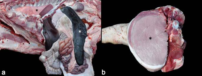 Outbreak of toxoplasmosis associated with muscular lesions in finishing pigs caused by an atypical Toxoplasma gondii genotype.