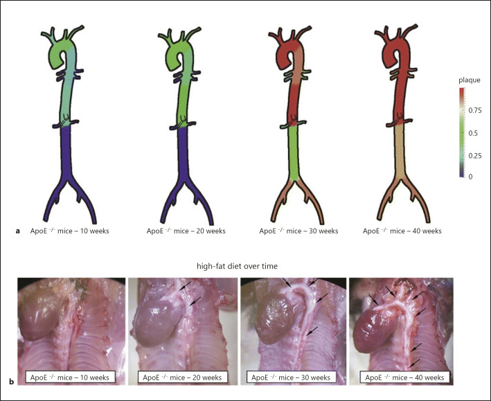 Experimental Atherosclerosis Research on Large and Small Animal Models in Vascular Surgery.