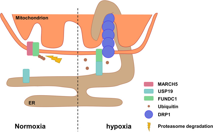 Molecular Regulations of FUNDC1 at ER-Mitochondria Contacts Under Hypoxic Stress.