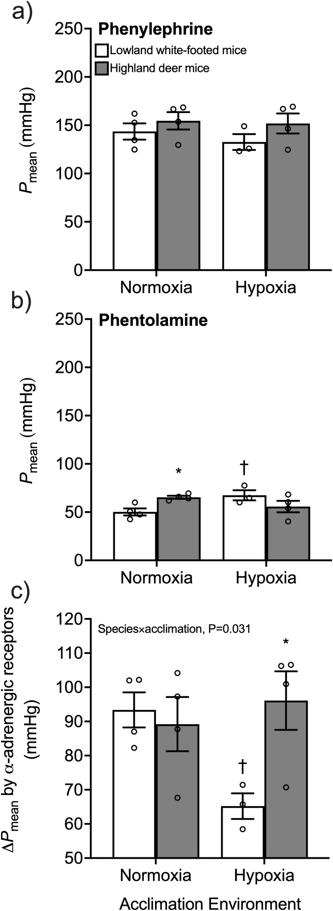 Adrenergic control of the cardiovascular system in deer mice native to high altitude