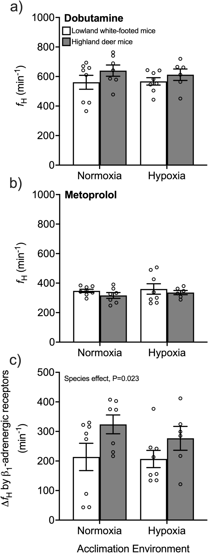 Adrenergic control of the cardiovascular system in deer mice native to high altitude