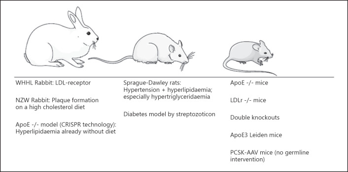 Experimental Atherosclerosis Research on Large and Small Animal Models in Vascular Surgery.