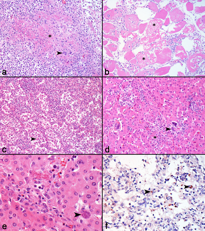 Outbreak of toxoplasmosis associated with muscular lesions in finishing pigs caused by an atypical Toxoplasma gondii genotype.