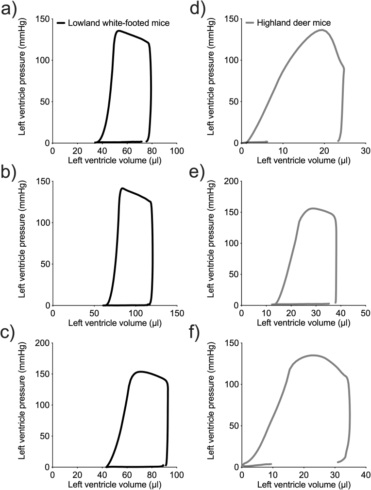 Adrenergic control of the cardiovascular system in deer mice native to high altitude