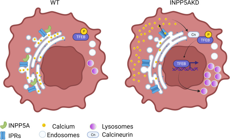 Inositol triphosphate signaling triggers lysosome biogenesis via calcium release from endoplasmic reticulum stores.