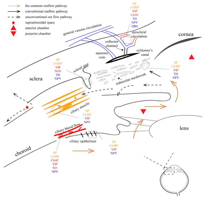 Ocular Autonomic Nervous System: An Update from Anatomy to Physiological Functions.