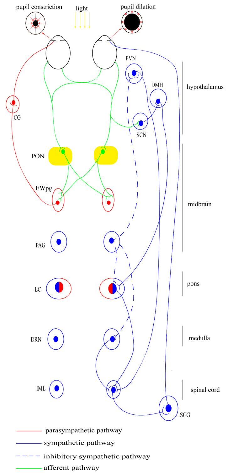 Ocular Autonomic Nervous System: An Update from Anatomy to Physiological Functions.