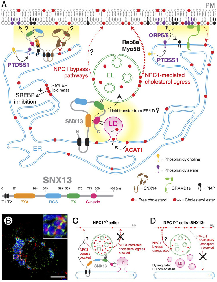 Sorting (Nexin-13) out Novel Insights into Endolysosomal Cholesterol Export.