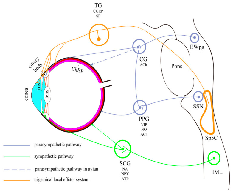 Ocular Autonomic Nervous System: An Update from Anatomy to Physiological Functions.