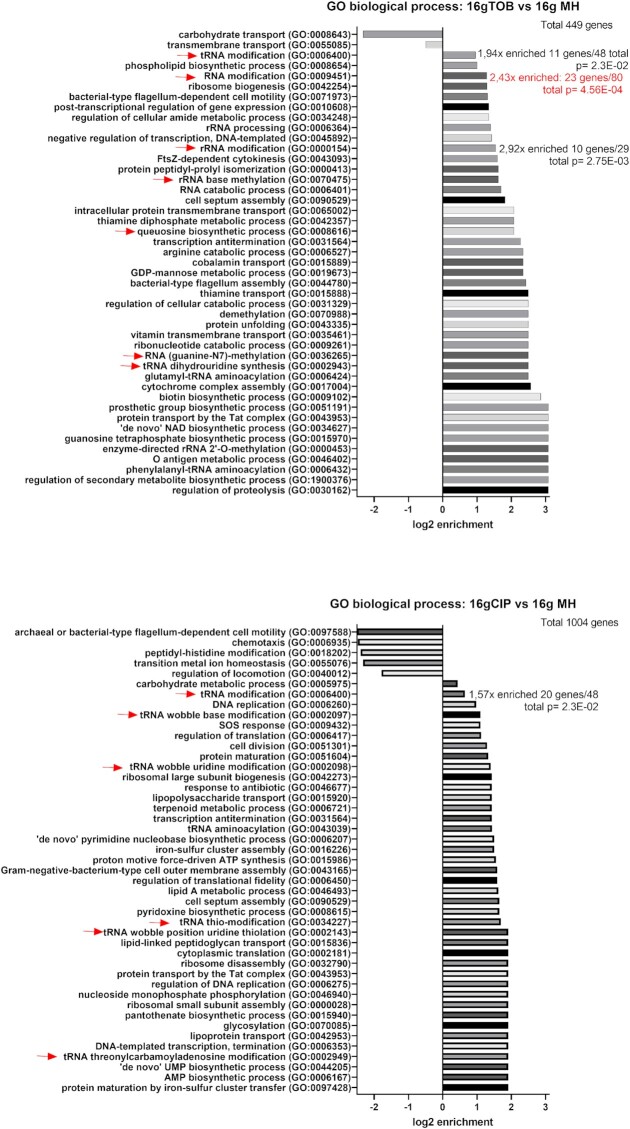 Nonessential tRNA and rRNA modifications impact the bacterial response to sub-MIC antibiotic stress.