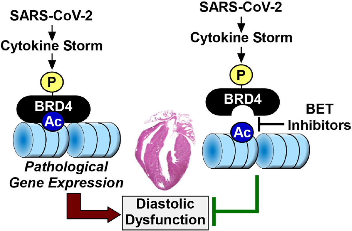 COVID-19 and BRD4: a stormy and cardiotoxic bromo-romance.